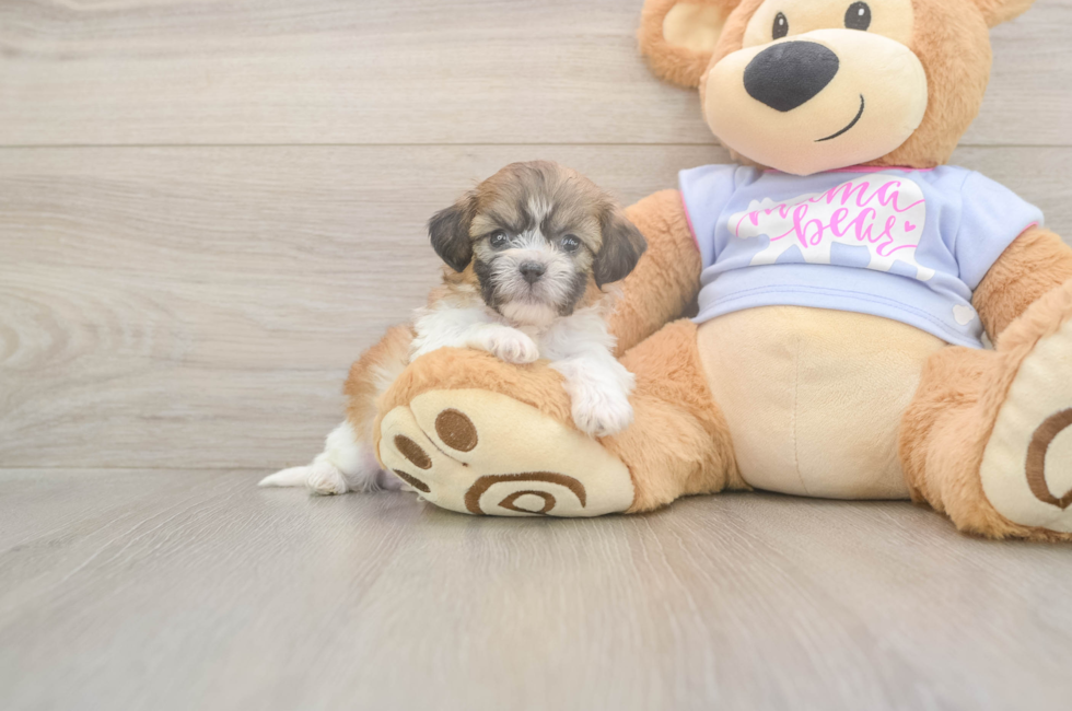 6 week old Teddy Bear Puppy For Sale - Windy City Pups