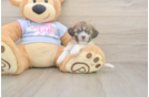 Little Shitzu Designer Puppy