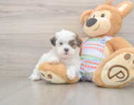 6 week old Teddy Bear Puppy For Sale - Windy City Pups
