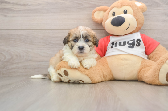 GARRETT, a Teddy Bear littermate