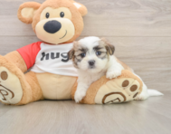 7 week old Teddy Bear Puppy For Sale - Windy City Pups