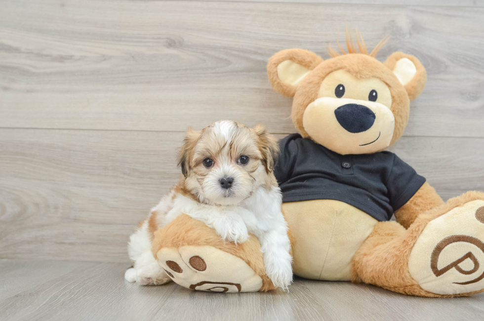 7 week old Teddy Bear Puppy For Sale - Windy City Pups