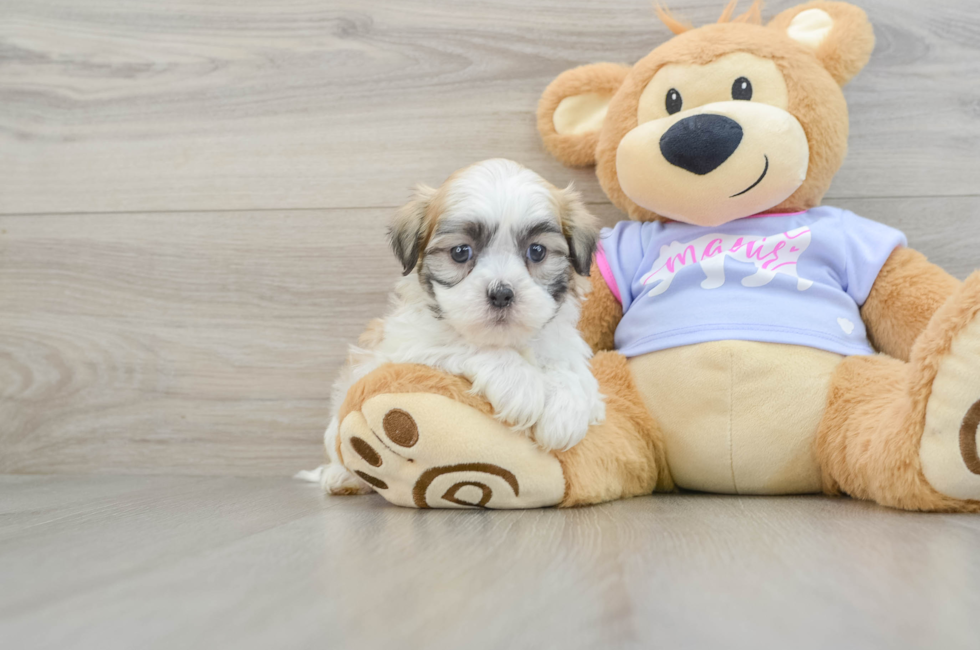 6 week old Teddy Bear Puppy For Sale - Windy City Pups