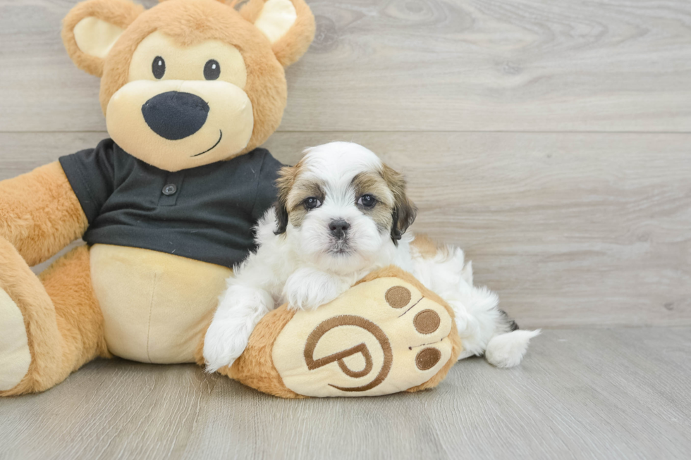 Best Teddy Bear Baby