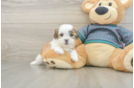 Fluffy Teddy Bear Designer Pup