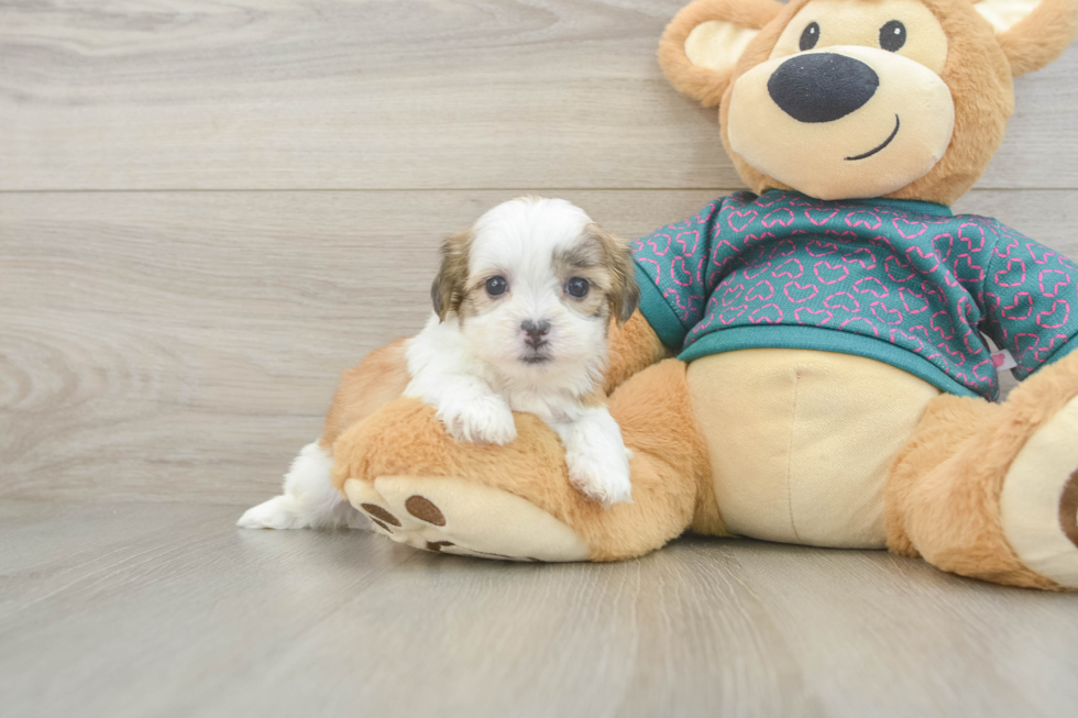 Fluffy Teddy Bear Designer Pup