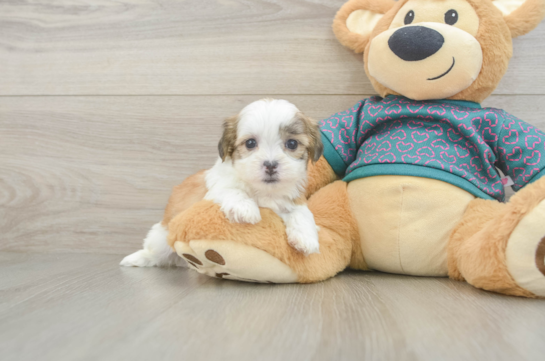 Fluffy Teddy Bear Designer Pup