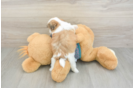 Best Teddy Bear Baby