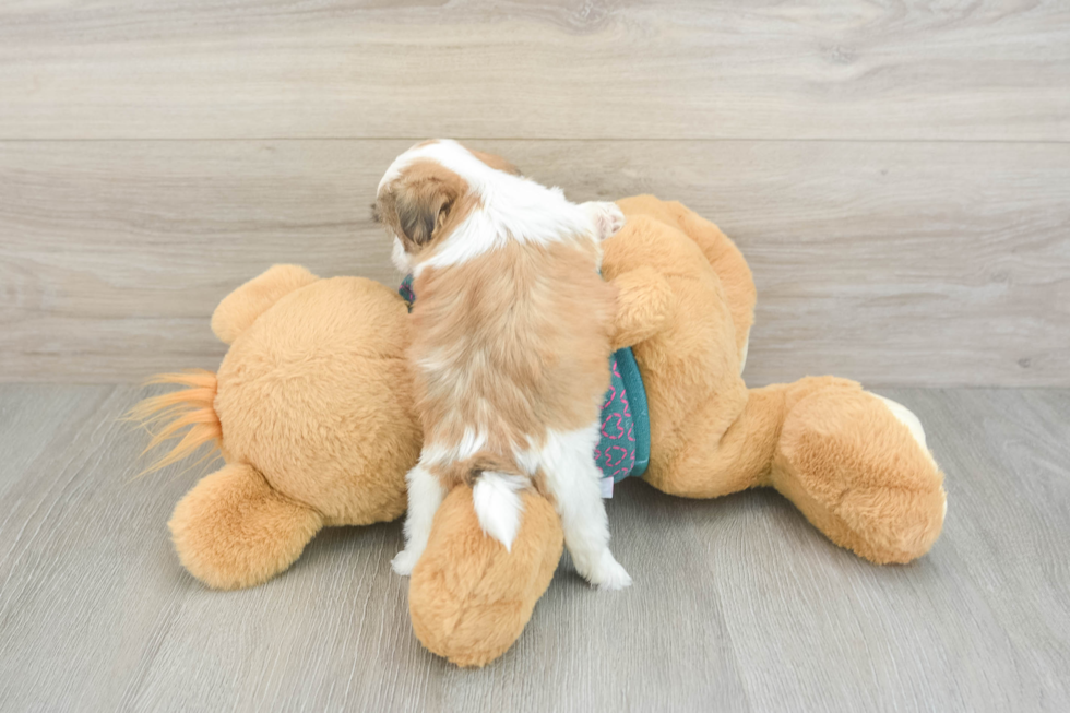 Best Teddy Bear Baby
