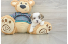 Playful Shichon Designer Puppy