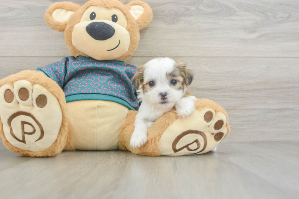Playful Shichon Designer Puppy