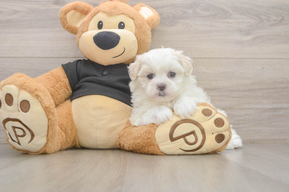 5 week old Teddy Bear Puppy For Sale - Windy City Pups