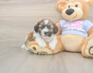 7 week old Teddy Bear Puppy For Sale - Windy City Pups