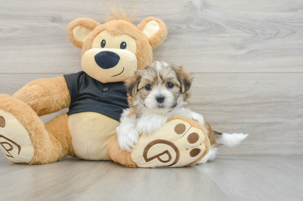 7 week old Teddy Bear Puppy For Sale - Windy City Pups