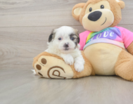 8 week old Teddy Bear Puppy For Sale - Windy City Pups