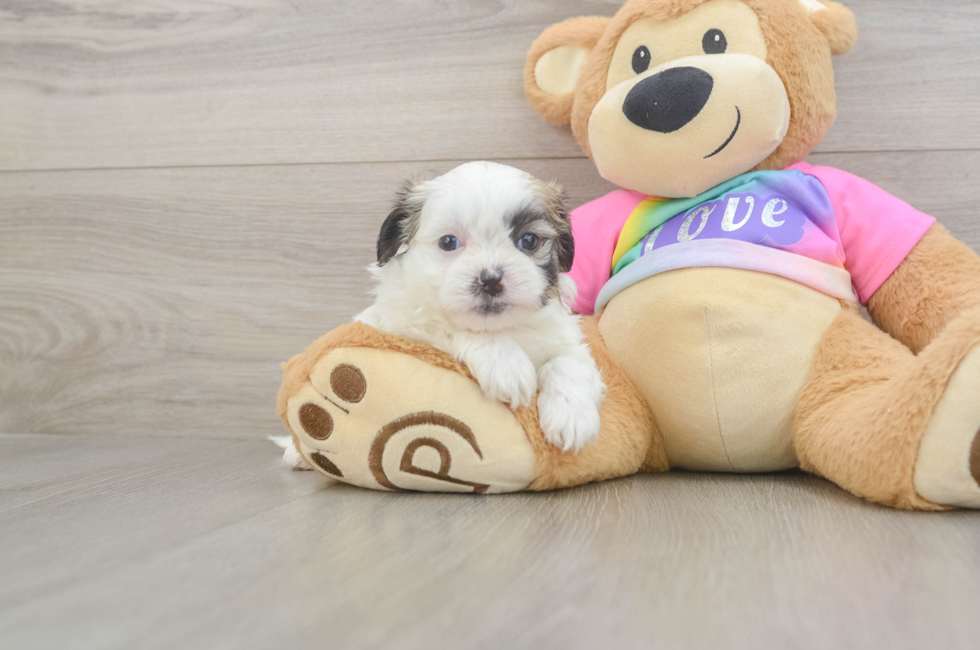 5 week old Teddy Bear Puppy For Sale - Windy City Pups