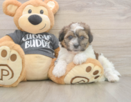 7 week old Teddy Bear Puppy For Sale - Windy City Pups
