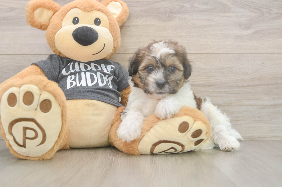 7 week old Teddy Bear Puppy For Sale - Windy City Pups