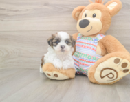 6 week old Teddy Bear Puppy For Sale - Windy City Pups