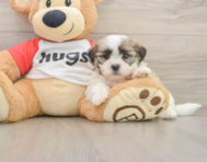 7 week old Teddy Bear Puppy For Sale - Windy City Pups