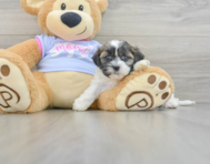 8 week old Teddy Bear Puppy For Sale - Windy City Pups