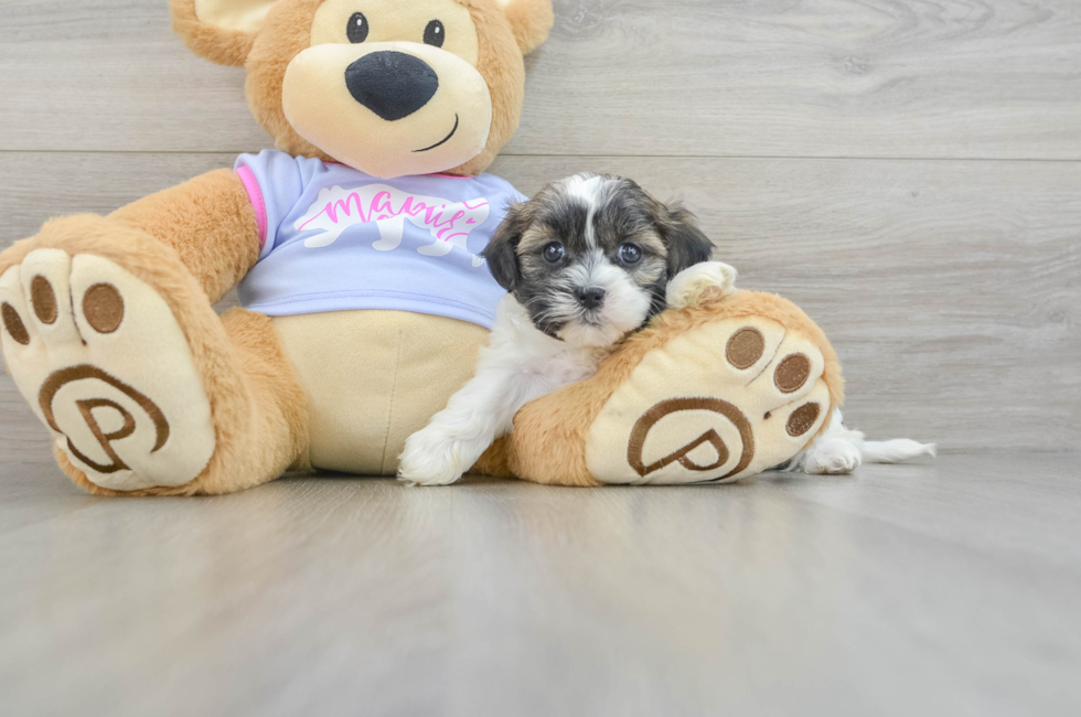 6 week old Teddy Bear Puppy For Sale - Windy City Pups