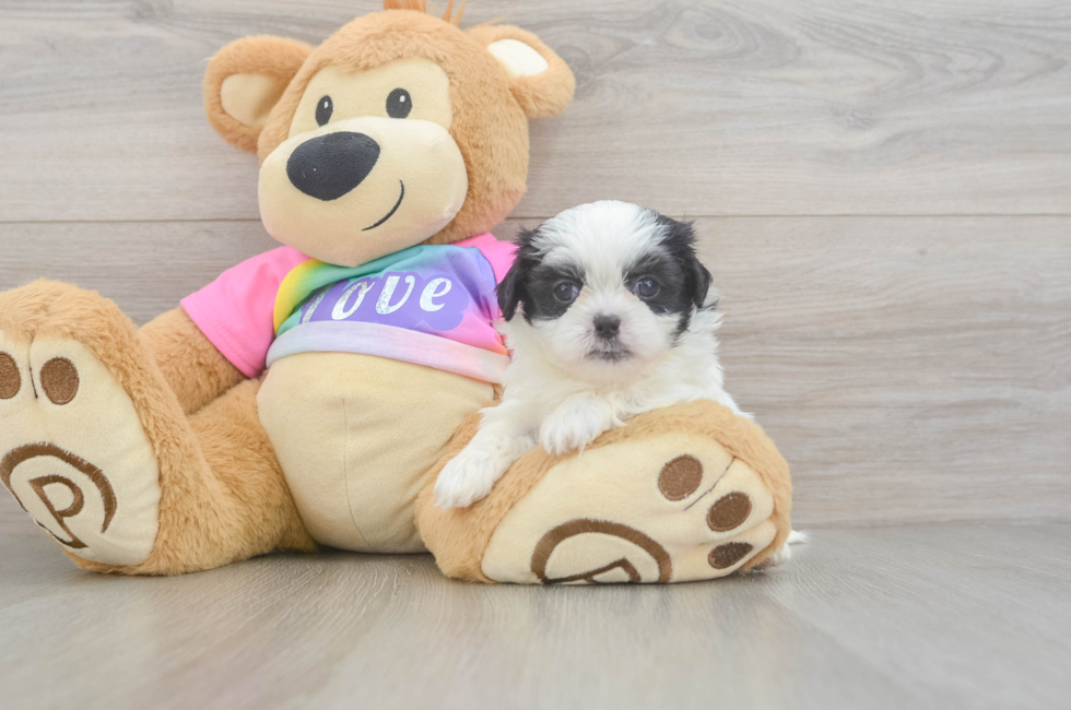 5 week old Teddy Bear Puppy For Sale - Windy City Pups