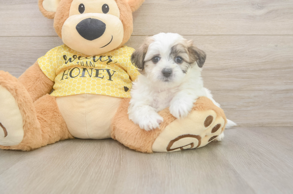 5 week old Teddy Bear Puppy For Sale - Windy City Pups