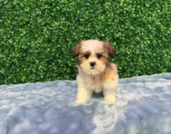 11 week old Teddy Bear Puppy For Sale - Windy City Pups