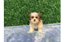 Best Teddy Bear Baby