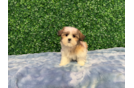 Teddy Bear Puppy for Adoption