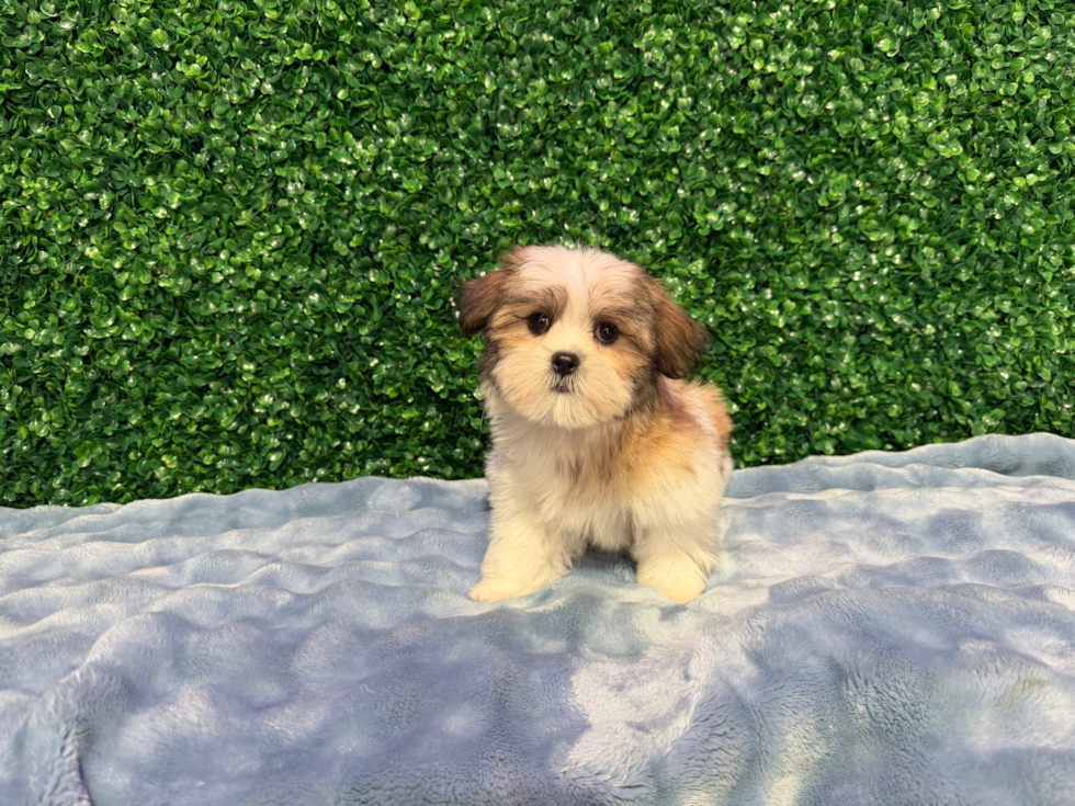 Teddy Bear Puppy for Adoption