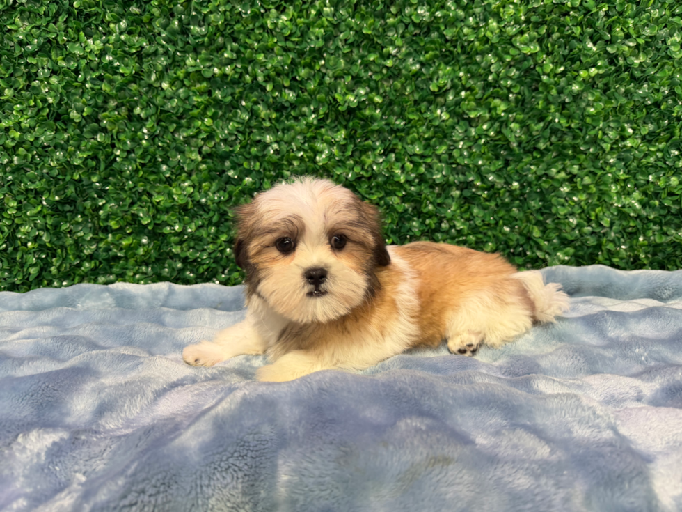 Best Teddy Bear Baby