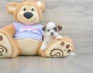 9 week old Teddy Bear Puppy For Sale - Windy City Pups