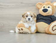 8 week old Teddy Bear Puppy For Sale - Windy City Pups