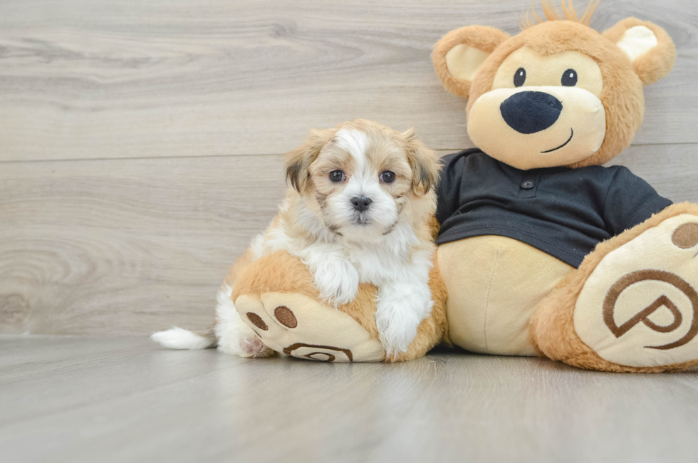 7 week old Teddy Bear Puppy For Sale - Windy City Pups