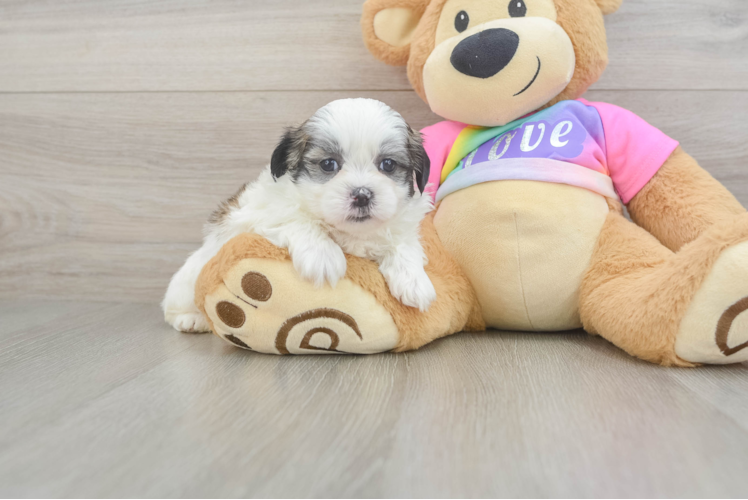 Adorable Shitzu Designer Puppy