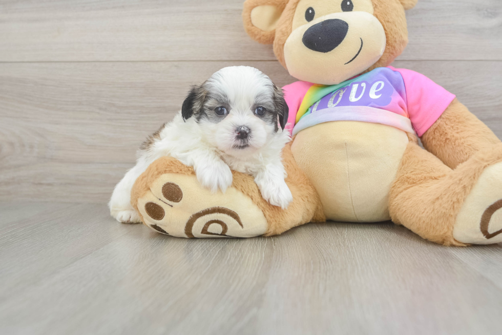 Adorable Shitzu Designer Puppy