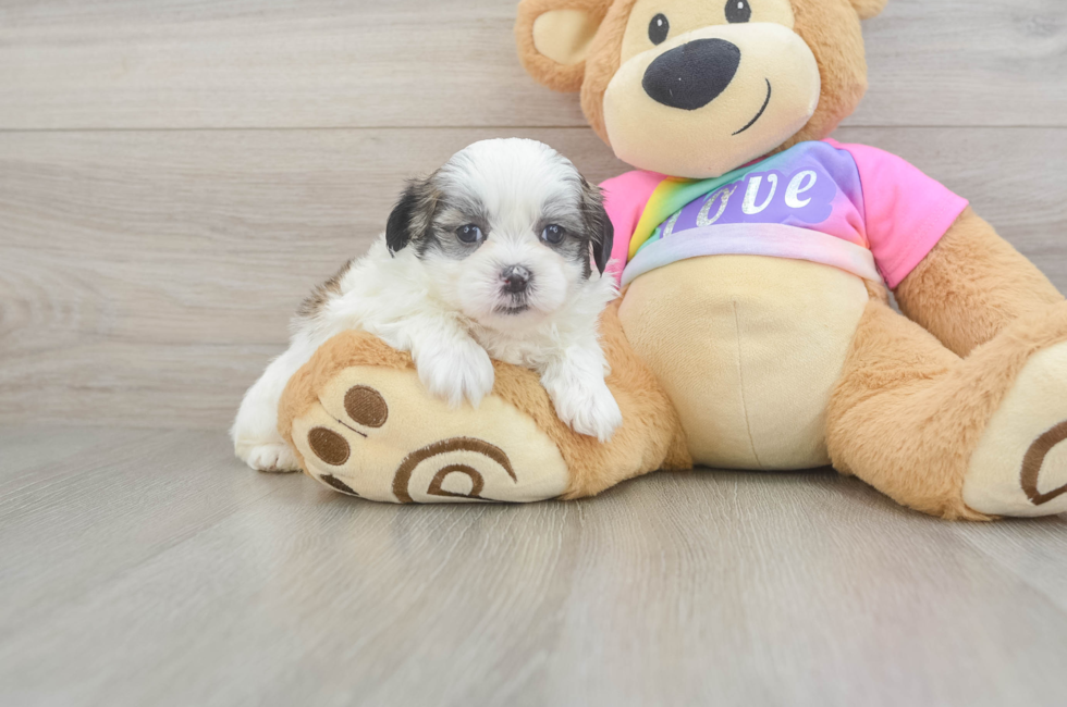 5 week old Teddy Bear Puppy For Sale - Windy City Pups