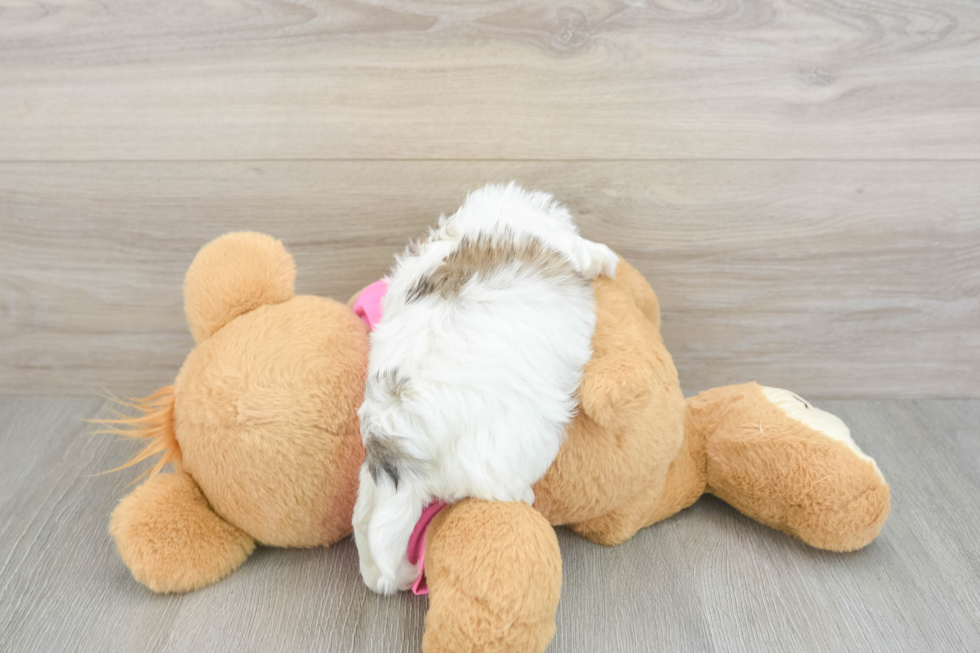 Teddy Bear Pup Being Cute