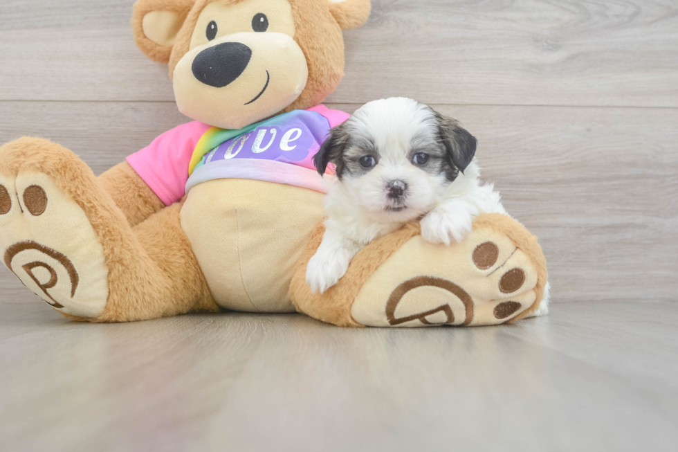 Playful Shit Designer Puppy