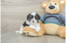 Happy Teddy Bear Baby