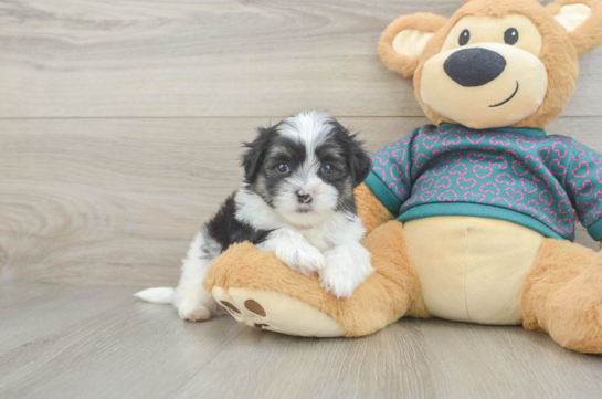 Happy Teddy Bear Baby