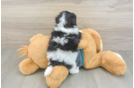 Popular Teddy Bear Designer Pup