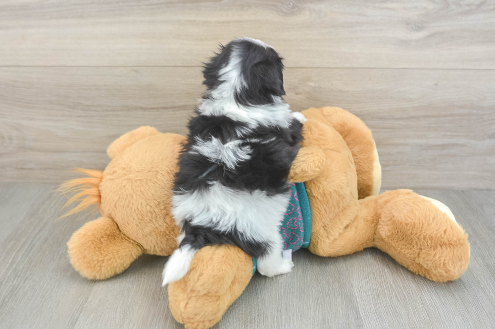 Popular Teddy Bear Designer Pup