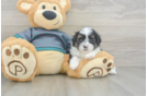 Fluffy Teddy Bear Designer Pup