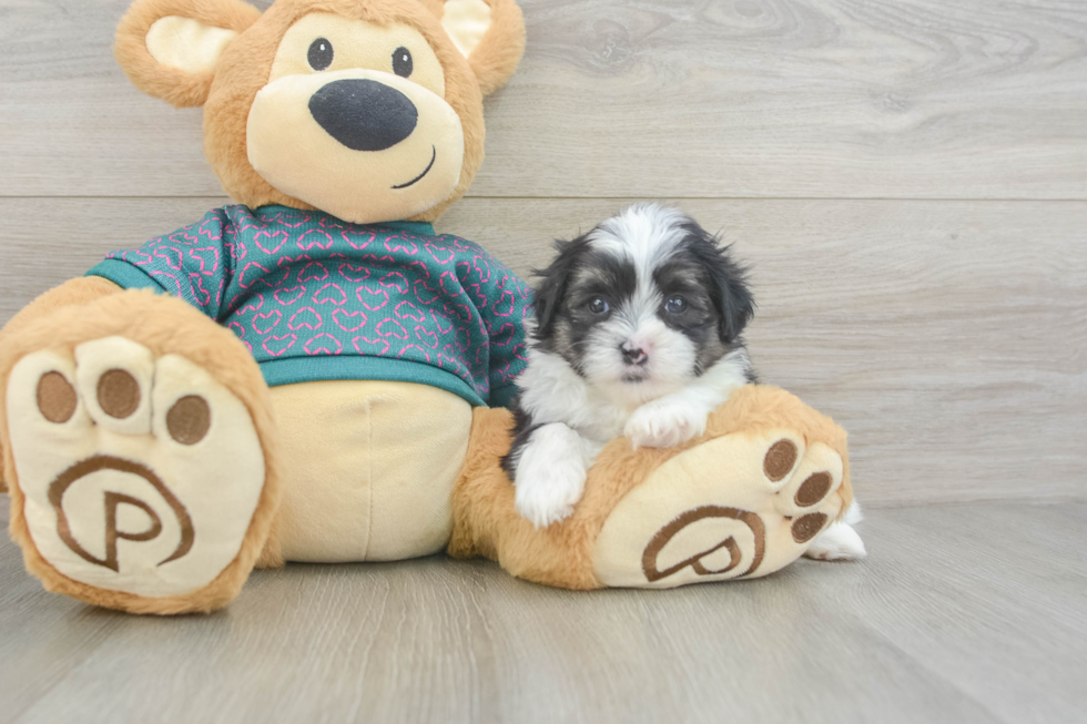 Fluffy Teddy Bear Designer Pup