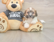7 week old Teddy Bear Puppy For Sale - Windy City Pups