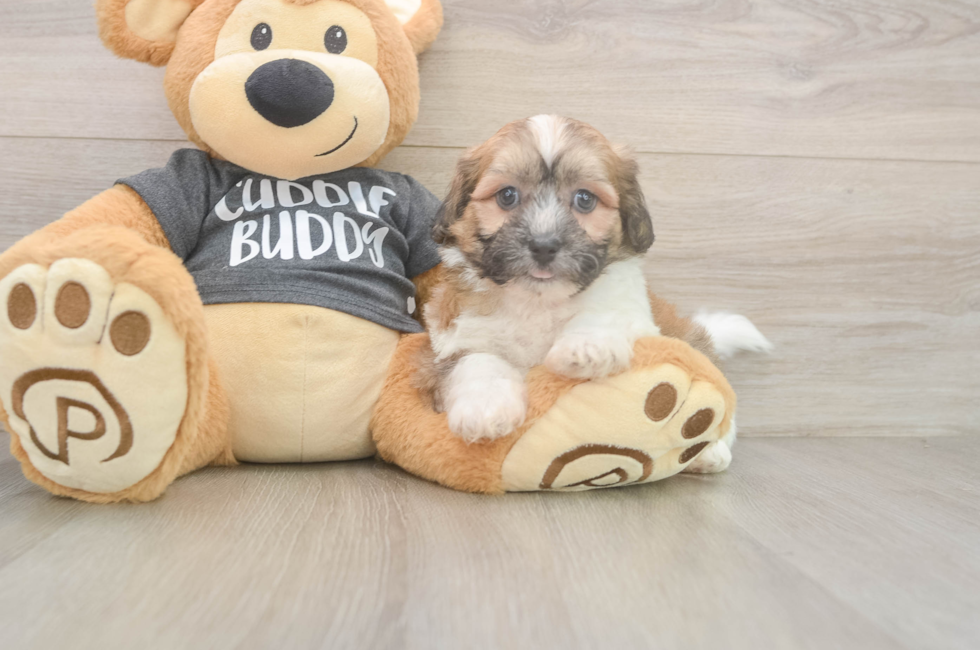 7 week old Teddy Bear Puppy For Sale - Windy City Pups