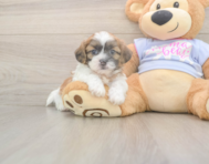 8 week old Teddy Bear Puppy For Sale - Windy City Pups